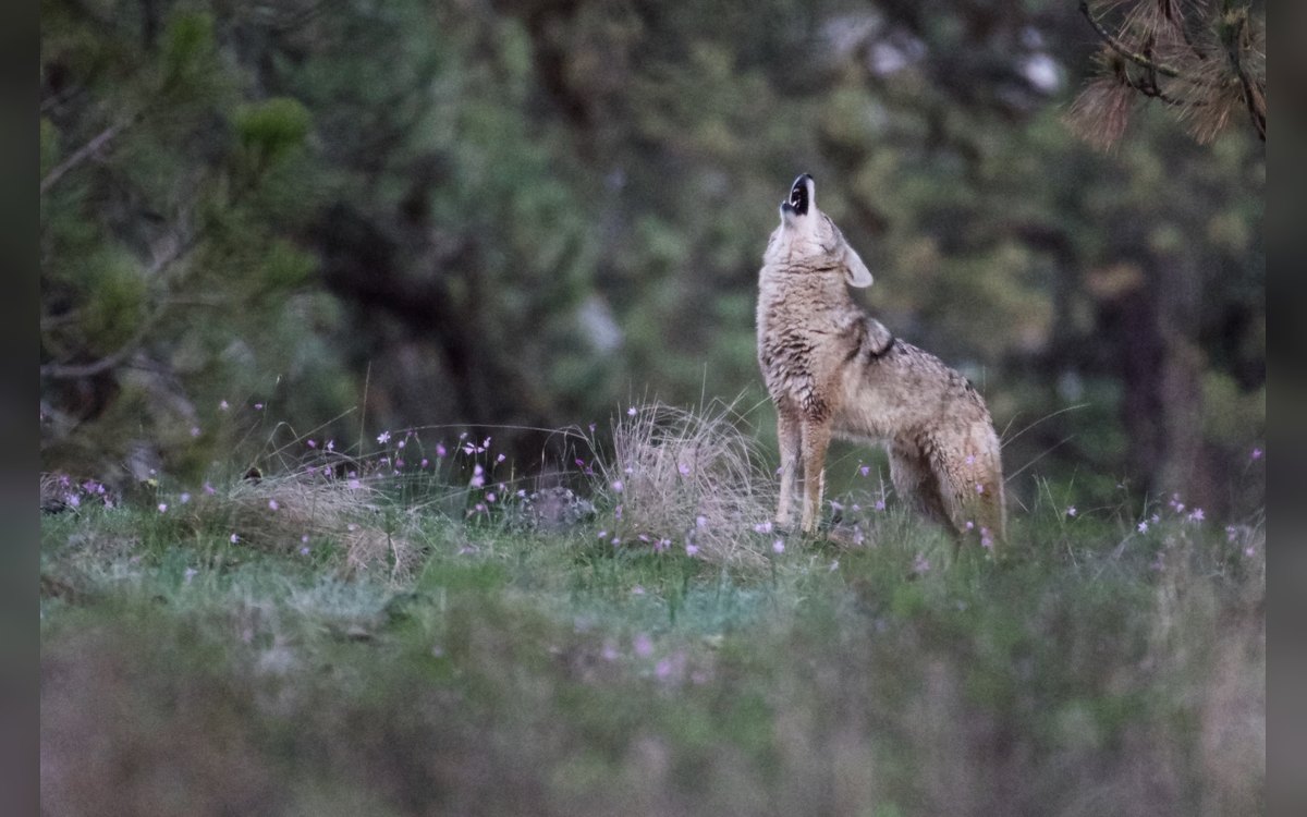 Coyote howling in open brush