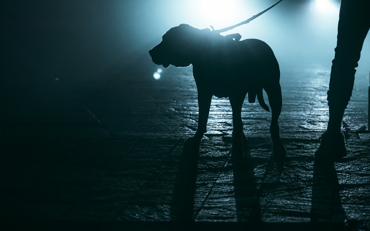 Dog silhouette on a leash at night