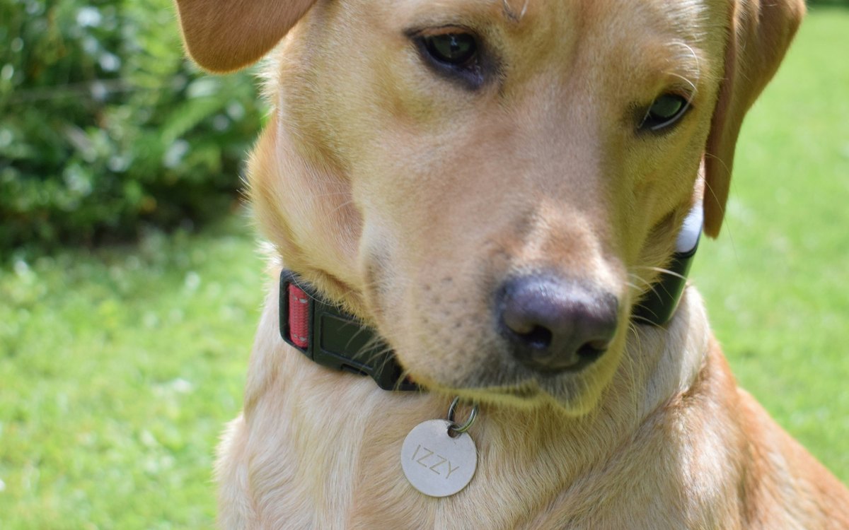 Dog wearing a collar-mounted tracker