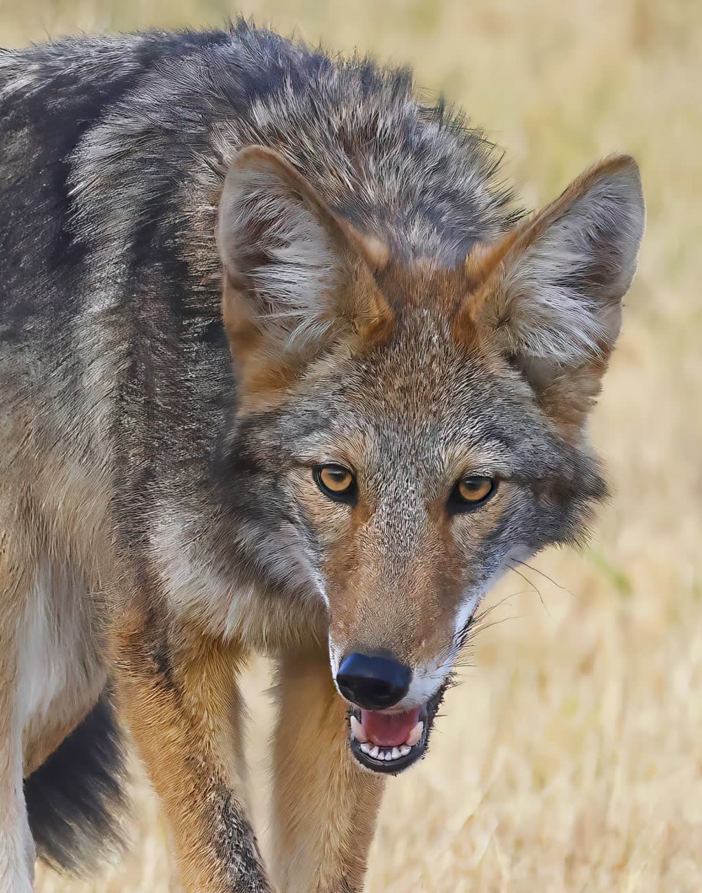 Coyote walking through dry grass