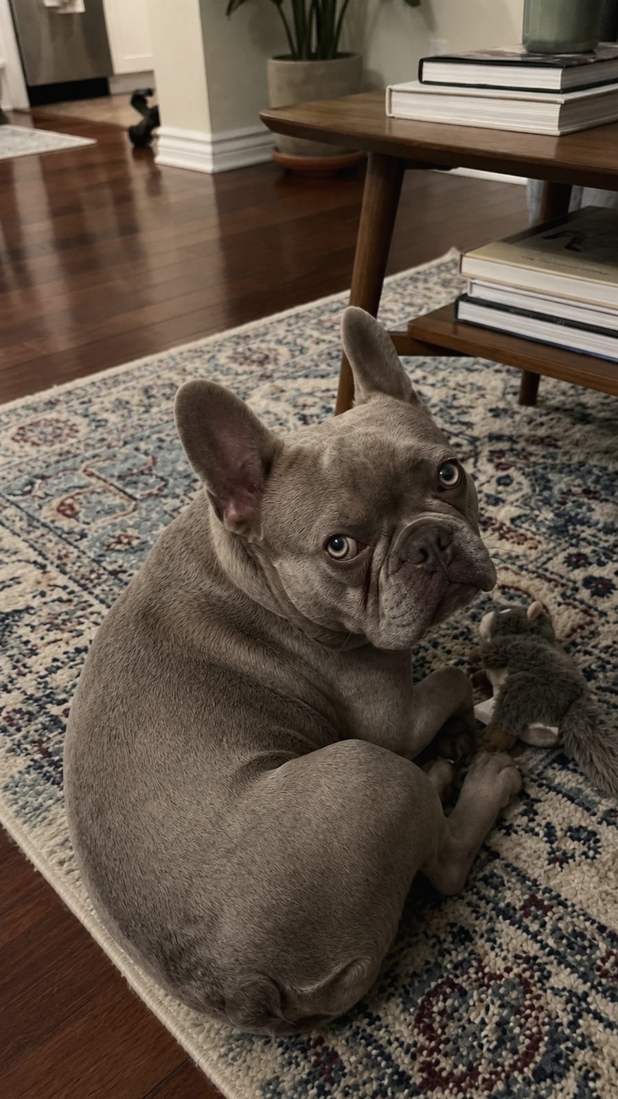 AI-generated dog photo example that could be mistaken for a phone photo