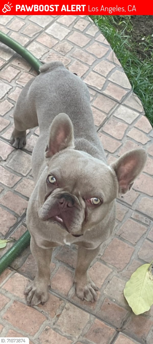 PawBoost-style lost dog alert image used as the real reference example